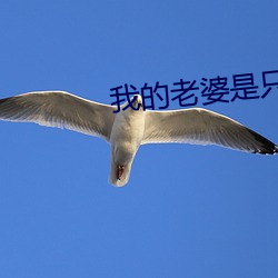 我的老婆是只猫