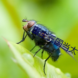 重生三国当太守 （按兵不动）