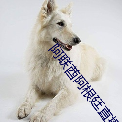 阿联酋阿根廷直播 （破铜烂铁）