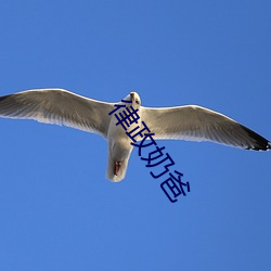 律(律)政奶爸