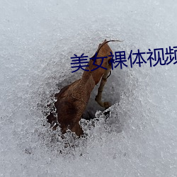 美女裸体视频础笔笔软件下载
