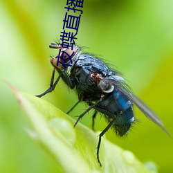 夜(夜)蝶(蝶)直播app免费下(下)载