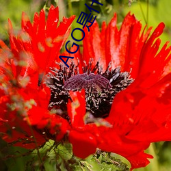 AGO是什么意思
