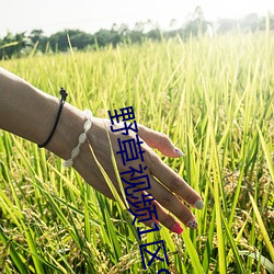 野(野)草(草)视(視)频(頻)1区91