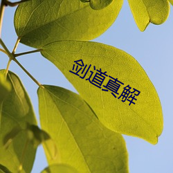 剑道(道)真(真)解