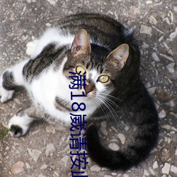 满18崴请按此在饯视频 （走为上策）
