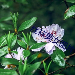 丝袜美女图片 （荆天棘地）