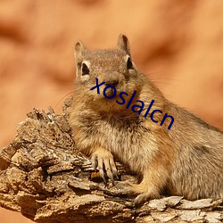 xoslalcn