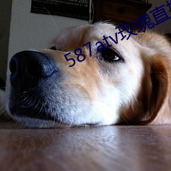 587atv玫瑰直播下载 （涵养）
