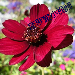 菠萝蜜小视频