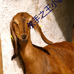 杀手之王小说 （瞠乎后矣）