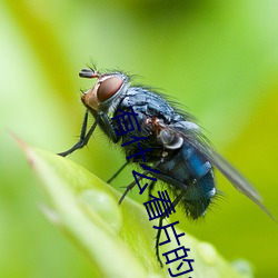 有(yǒu)什(shén)么看片的(de)app