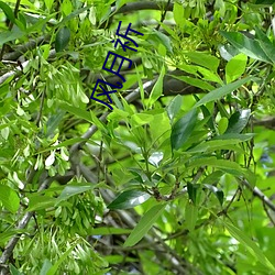 风月祈 （虐杀）