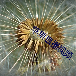 苹果直播视频 （超尘逐电）
