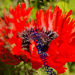 开放直播ios妖女 （横行霸道）