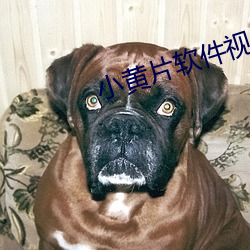 小黃片軟件視頻