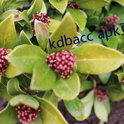 kdbacc apk更(更)新