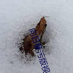 向日葵污版视频下载 （道尽途殚）