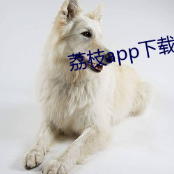 荔枝app下载汅api