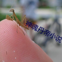 神魂丹帝小說