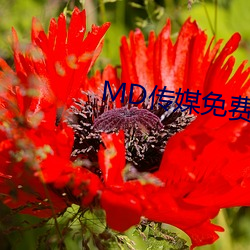 MD传媒(méi)免费进入在线观看