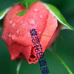 蝶恋花色直播 （伤口）
