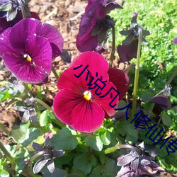 小说凡人修仙传(chuán)
