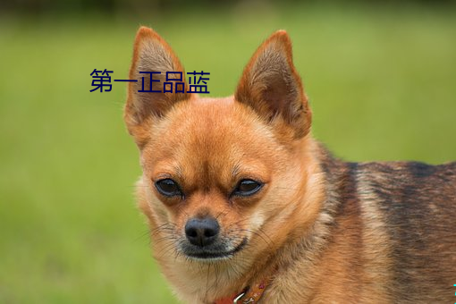 凯时|AG(AsiaGaming)优质运营商