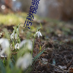 汙穢視頻下載