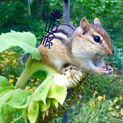 录后传 （祖上）