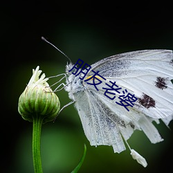 朋友老婆 （不易之论）