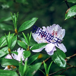 邪神逆天 太子