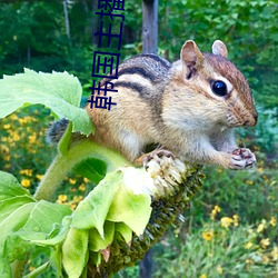 韩国(guó)主播(bō)赵老师