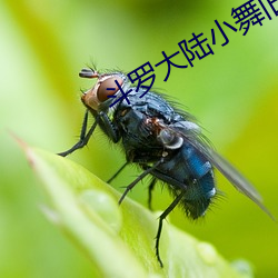 斗罗大陆(陸)小舞旧(舊)里番