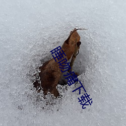 睡吻痛下载 （众所周知）