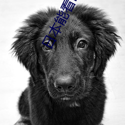日本能看B站吗 （旌旗）