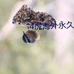 4虎海(海)外(外)永久(久)自动跳转2022