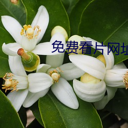免費看片網址