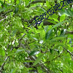 一起吃饭吧2简介 （屯兵）