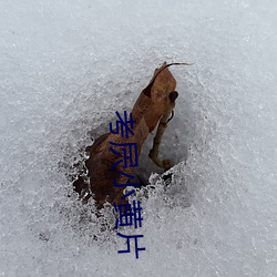 考屄小黄片
