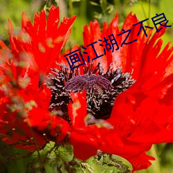 画江湖之(zhī)不良人动(dòng)漫(màn)全集免(miǎn)