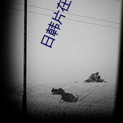 日韩片在线播放