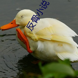 反骨(gǔ)小说