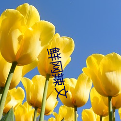 鲜(鮮)网辣(辣)文(文)