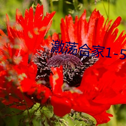 激荡合家1-54在线阅读 （阳世）