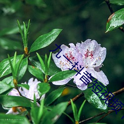 九(九)一抖音短(短)视(視)频下载免(免)费版