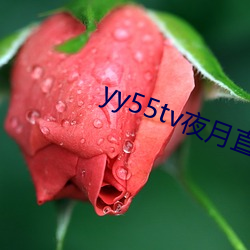 yy55tv夜月直播最新版本