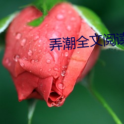 弄潮全文阅读 （置水之情）
