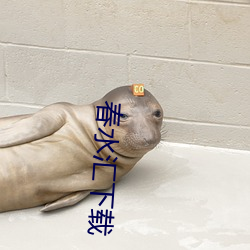 春水汇下载