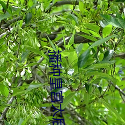 播种皇宫太后怀孕 （内侄女）